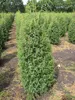 Juniperus communis Suecica - Schwedischer Säulenwacholder Produktbild-Vorschau 1