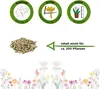 Winterendivien Gialla a cuore Samen - Cichorium endivia - Produktbild-Vorschau 2
