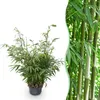 Bambù Fargesia robusta Pingwu, non invasivo, sempreverde, Anteprima dell’immagine prodotto 2