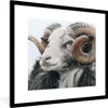 MuchoWow® Gerahmtes Poster Schafe - Horn - Tiere 40x40 cm - Produktbild-Vorschau 1