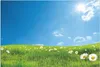 Wallario Wandbild Sommerwiese - Weiße Gänseblümchen vor Produktbild-Vorschau 1