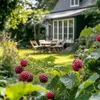 A close-up view of ripe raspberries in the foreground, with a blurred background of a garden and a house. Produktbild-Vorschau