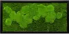 Moosbild 60x30cm 50% Flachmoos/ 50%Kugelmoos (schwarz) Produktbild-Vorschau 1