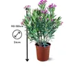 Laurier rose - nerium oleander - ↕ 110-120 cm - ⌀ 24 cm - Voir les images du produit 3