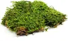 BioFlat Terrariummoos 500g - Naturel et sans substances Voir les images du produit 3