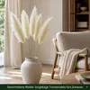 Stauden Gänge 1 x Cortaderia selloana 'White' im 1 Liter Produktbild-Vorschau 6