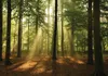 Fototapete Vlies 10331 VEXXXL Wald grün 4-tlg. 416 x 254 cm Produktbild-Vorschau 1