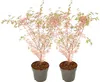 Érable du Japon - Set de 2 - Acer palmatum 'Taylor' - Voir les images du produit 1