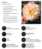 Dehner Rose Edelrose Aquarell®, Züchter Tantau, große und Produktbild-Vorschau 3