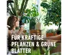 Grünpflanzendünger und Palmendünger COMPO mit extra Kalium Produktbild-Vorschau 3