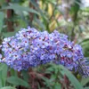 2 x  Arbuste à papillons  - Buddleja davidii « Adonis Blue Voir les images du produit 1