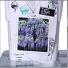Wisteria macrostachya Blue Moon Pot 70-80 cm  - Glycine Voir les images du produit 2