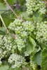 Vitis vinifera 'Lakemont', Weinrebe, kernlos, 80–100 cm Produktbild-Vorschau 4