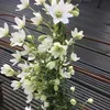 Clematis Early Sensation - zimozielona, wieloletnia i Podgląd zdjęcia produktu 6