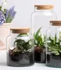 Halboffene Terrarium Flasche Glas 5L Pflanzen Deko Gewächs Produktbild-Vorschau 4