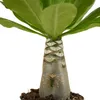 Bloomique - Brighamia Insignis - Palmier d'Hawaï - Plantes Voir les images du produit 5