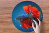 MuchoWow® Mauspad Mousepad Fisch - Wasser - Rot 50x50 cm - Produktbild-Vorschau 3