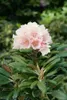 Rhododendron yakushimanum 'Edelweiß', weiß, 40–50 cm Produktbild-Vorschau 3