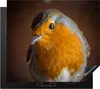 KitchenYeah© Herdabdeckplatte Rotkehlchen - Porträt - Vogel Produktbild-Vorschau 1