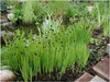 Stauden Gänge 3 x Juncus ensifolius im 1 Liter Topf - Zwerg Produktbild-Vorschau 1