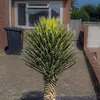 Graines exotiques - Lot de 5 - Robuste - Yucca Filifera - Voir les images du produit 7