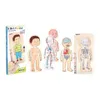 Beleduc Holzpuzzle Junge - Lernspielzeug Körper Anatomie Produktbild-Vorschau 6