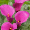 Cibule lilie calla, mrazuvzdorné, víceleté – směs fialových Náhled obrázku produktu 2