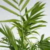 Vier Pflanzen - 4 Stk - Chamaedorea Musa Syngonium Coffea - Produktbild-Vorschau 3