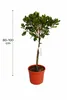 Erdbeerbaum Stämmchen 80–100 cm (Arbutus unedo) – Produktbild-Vorschau 5