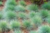 A patch of ornamental grass with blue-green foliage. Produktbild-Vorschau