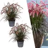 Plants by Frank | Lampenputzergras Rot XL Pflanzen | Produktbild-Vorschau 1