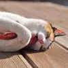 Aumüller Baldrian Schmusekissen für Katzen - Produktbild-Vorschau 6