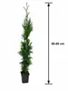 Thuja Smaragd, výška 60–80 cm, v kvetináči P9 | Smrečina Náhľad obrázku produktu 5