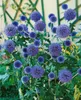 Echinops ritro 'Veitchs Blue', Kugeldistel, stahlblau, ca. Produktbild-Vorschau 4