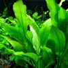 Aquarium Pflanze 3 Stück Echinodorus bleheri Wasserpflanze Produktbild-Vorschau 2