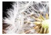 Basera Fototapete Pusteblumenmotiv b-B-0028-a-b, Produktbild-Vorschau 2