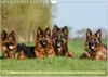 Altdeutsche Schäferhunde - Traumhafte Schäferhunde Produktbild-Vorschau 7