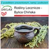 SAFLAX - Zestaw prezentowy - Bylica Chińska - 250 Nasiona - Podgląd zdjęcia produktu 8