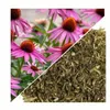Herbs from Poland Echinaceakraut – Immunstärkend, Produktbild-Vorschau 2