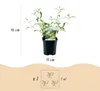 Krzew motylkowy Buddleja davidii White Profusion, zestaw 3 Podgląd zdjęcia produktu 4