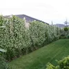 A lush green lawn borders a tall, flowering hedge, with a house roof visible in the background. Anteprima dell’immagine prodotto