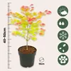 A potted Japanese Maple tree with colorful leaves, shown next to a ruler and several informational icons. Produktbild-Vorschau