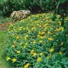 Plants by Frank | 48 Plantes de millepertuis | Hypericum Voir les images du produit 2