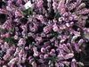 12 x Erica carnea rosa/rosa - Erica rosa 10-12 cm Anteprima dell’immagine prodotto 1