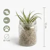 3er-Mix Tillandsia im Glas, Tillandsien, Luftpflanzen, 12 Produktbild-Vorschau 7