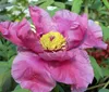 Strauchpfingstrose - Baumpfingstrose - Paeonia suffruticosa Produktbild-Vorschau 4