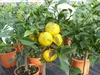 Citrus Yuzu 70 - 80 cm, Zitronenbaum Zitrone, japanische Produktbild-Vorschau 5
