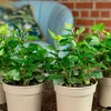 4er-Set Gemeiner Efeu - pflegeleichte Zimmerpflanze, Hedera Produktbild-Vorschau 5