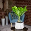 Hawaiipalme - Brighamia - Höhe ca. 40 cm, Topf-Ø 12 cm Produktbild-Vorschau 4