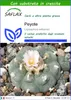 SAFLAX  - Peyote - 20 semi - Con substrato - Lophophora Anteprima dell’immagine prodotto 1
